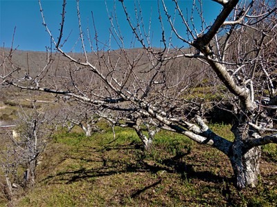 Finca rústica cerezos en venta en Barrado