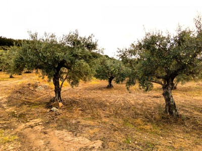 Finca rustica olivos en venta en Barrado
