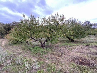 Finca rústica cerezos en venta en Cuacos De Yuste