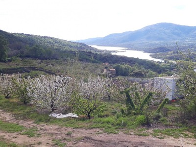 Finca rústica cerezos en venta en Casas Del Castañar