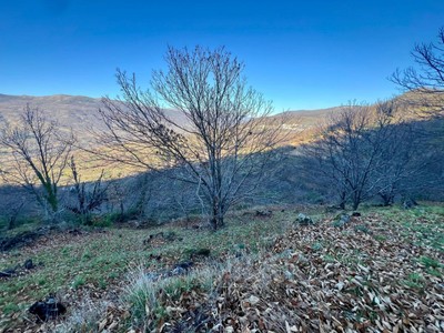 Finca rústica castaños en venta en Casas Del Castañar