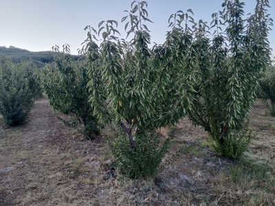 Finca rústica cerezos en venta en Barrado