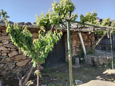 Finca rústica cerezos/olivos en venta en Barrado