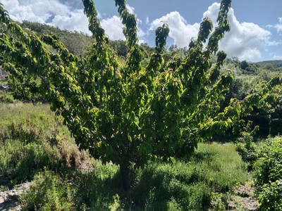 Finca rústica cerezos en venta en Barrado