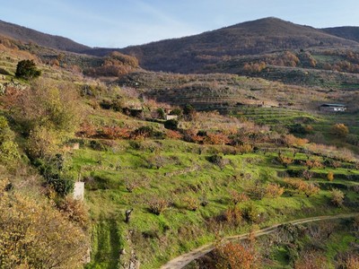 Finca rústica cerezos en venta en Navaconcejo