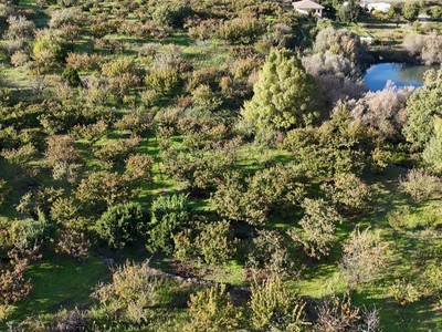 Finca rústica cerezos en venta en Jaraiz De La Vera
