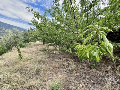 Finca rústica cerezos en venta en Casas Del Castañar