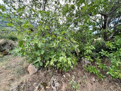 Finca rústica cerezos en venta en Casas Del Castañar