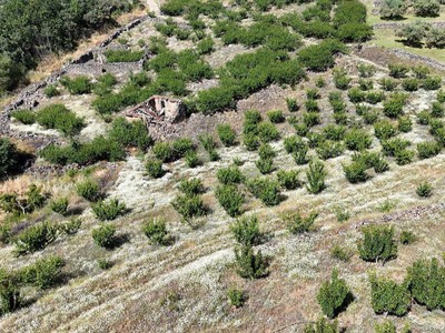 Finca cerezos y ciruelos en venta en Casas Del Castañar