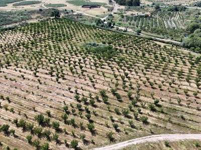 Finca rústica cerezos en venta en Jaraiz De La Vera