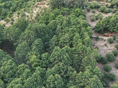 Finca rústica castaños en venta en Navaconcejo