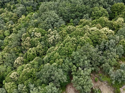 Finca rústica castaños en venta en Garganta La Olla