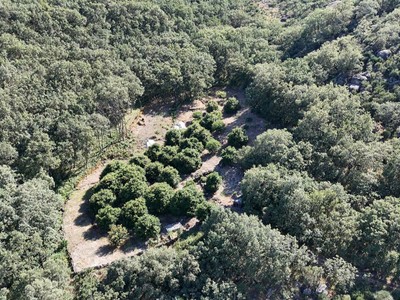 Finca rústica castaños en venta en Garganta La Olla