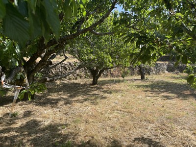 Finca rústica cerezos en venta en Garganta La Olla