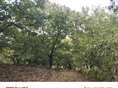 Finca rústica castaños en venta en Barrado