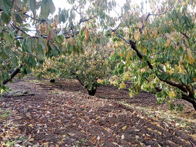 Finca rústica cerezos en venta en Pasarón De La Vera
