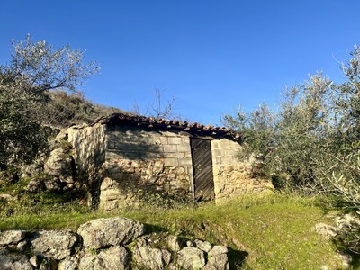 Finca rústica cerezos/olivos en venta en El Torno