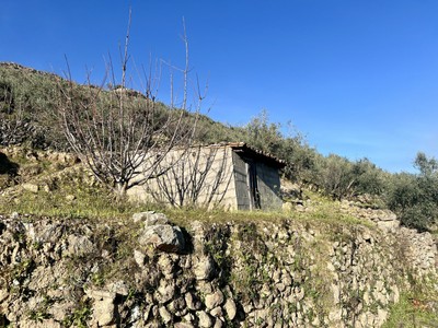 Finca rustica olivos en venta en El Torno