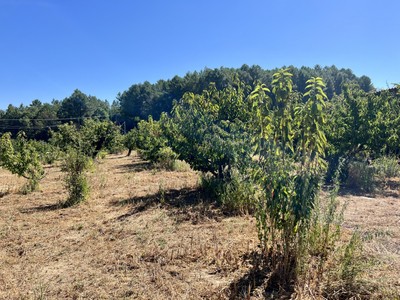 Finca rústica cerezos en venta en Jaraiz De La Vera