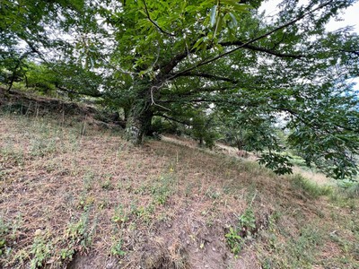 Finca rústica cerezos/castaños en venta en Casas Del Castañar
