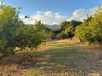 Finca cerezos y ciruelos en venta en Casas Del Castañar