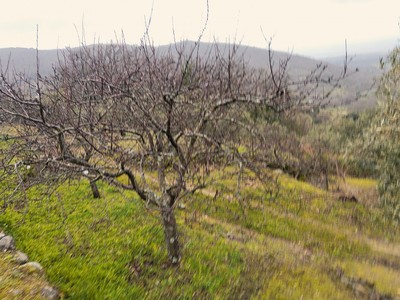 Finca rústica cerezos/castaños en venta en Pasarón De La Vera