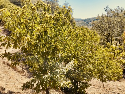 Finca rústica cerezos/castaños en venta en Pasarón De La Vera