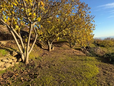 Finca cerezos y ciruelos en venta en Arroyomolinos De La Vera