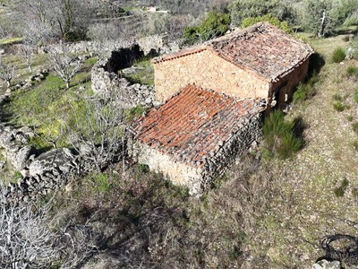 Finca rústica cerezos/olivos en venta en Barrado