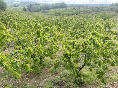 Finca rústica cerezos en venta en Cuacos De Yuste