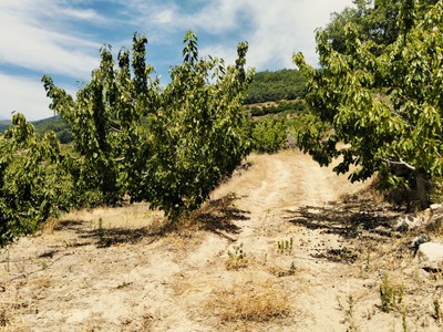 Finca rústica cerezos en venta en El Torno