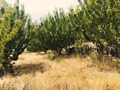 Finca rústica cerezos en venta en El Torno
