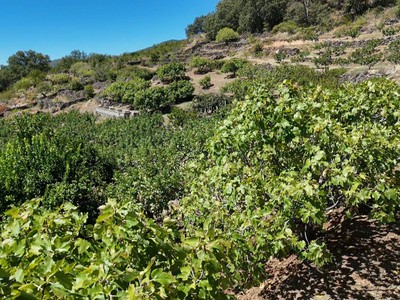 Terreno rural en venta en Barrado