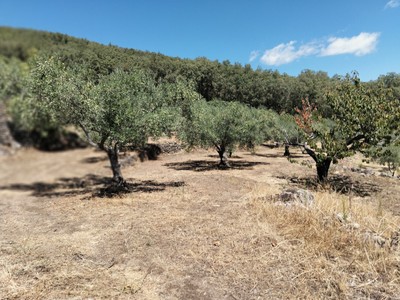 Terreno rural en venta en Barrado