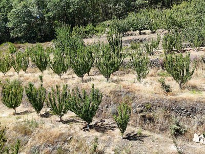 Terreno rural en venta en Barrado