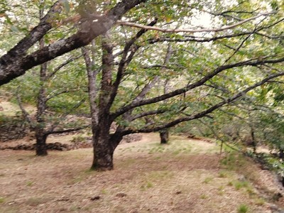 Terreno rural en venta en Barrado