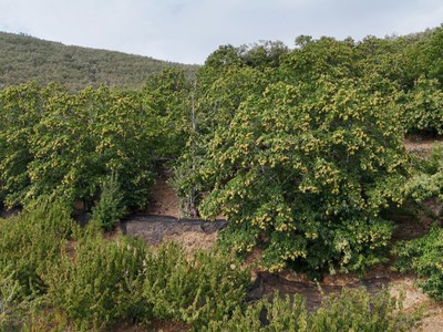 Terreno rural en venta en Barrado