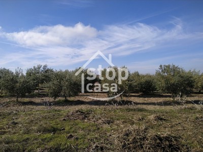 Parcela en venta en Montemayor, Carretera Nacional 331, con terreno