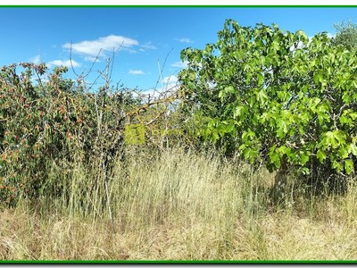 Zona frutales, cerezos, higuera..
