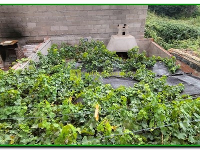 Patio trasero