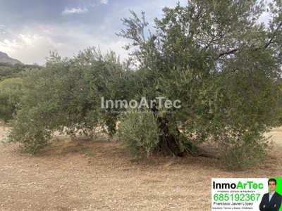 Terreno en venta en Illora, Illora