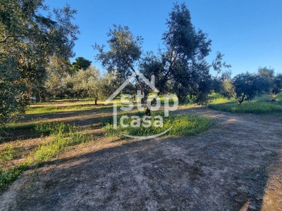 Finca olivos en venta en La Rambla, La Rambla