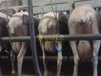 Granja ganadera en venta en Cenizate