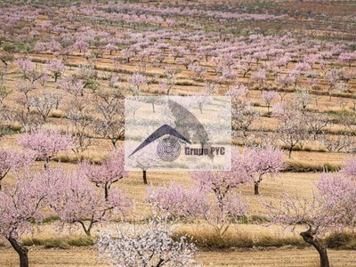 Finca rústica en venta en La Gineta., 37 Hectáreas De Almendros