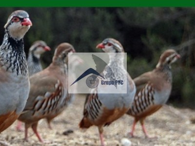 Finca mixta labor y caza en venta en Tobarra