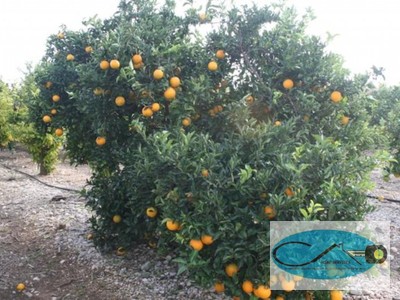 Terreno rustico en venta en Alcanar, Afores