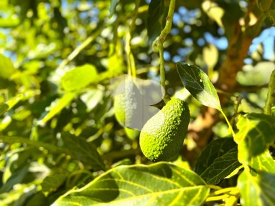 Chalet en venta en Velez De Benaudalla, con 3 dormitorios, 2 baños, trastero y terreno