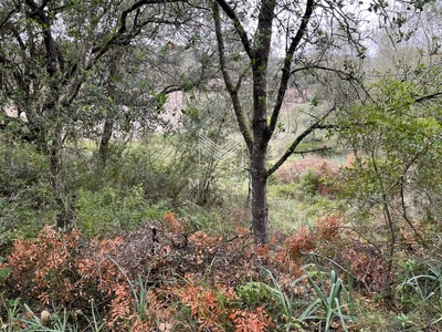 Terreno rural en venta en Artà