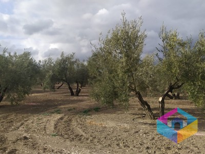 Olivar en venta en Cazorla, El Molar