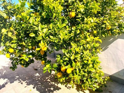 Jardín